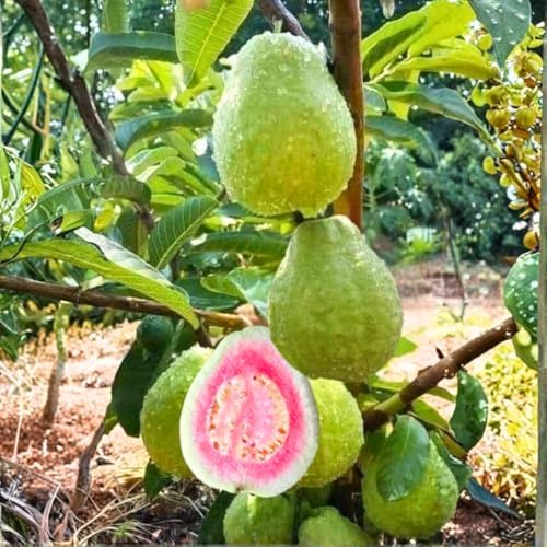 Pink Guava Tree Plant Live, Patio Container Plant, 7-12 Inch Tall - Image 4