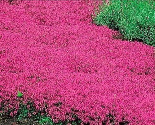 20000+ Red Creeping Thyme Seeds Ground Cover Plant Seeds Perennial- Non-GMO Heirloom Flower Creeping Thyme Seeds for Planting by WivolibeSeeds