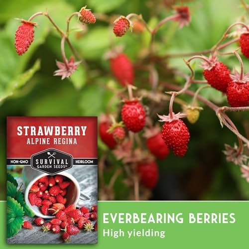 Alpine Regina Everbearing Wild Strawberry Seeds for Planting - 3 Packs - Image 4