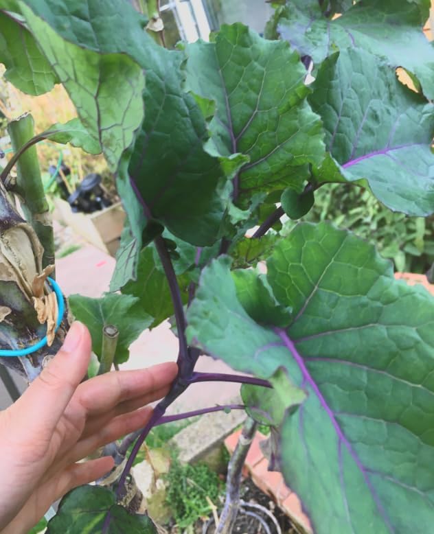 Purple Tree Kale Live Plant in Pot – Tree Collard Perennial Vegetable, 10-20 Year Lifespan - Rare Edible Ornamental, Cold Hardy Cut-and-Come-Again Kale, Fast Growing to 6–10 Ft - Image 4