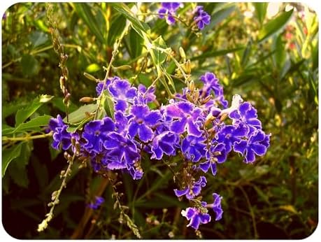 Sapphire Showers Sky Flower - Duranta repens - Live Plant - Pigeon Berry Golden Dew Drop - Purple Flower - Emerald Goddess Gardens - Starter Sz 4 Inch Pot by EmeraldGoddessGardens