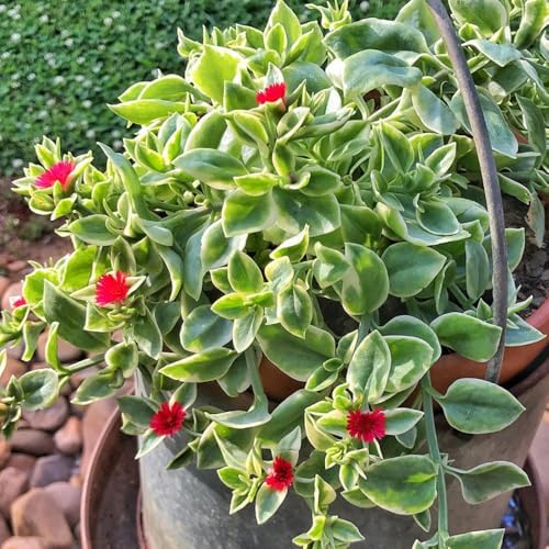 2 Variegated Baby Sun Rose Live Plants, Hardy Ground Cover, 2 Inch Pot - Image 6