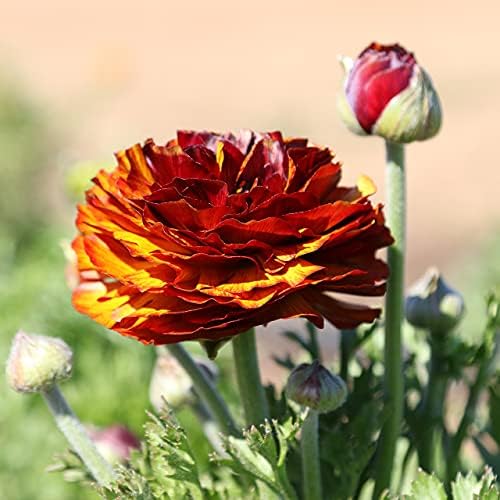 Ranunculus Cafe 10 Flower Bulbs - Spring Blooms, Tecolote Buttercups - Image 4