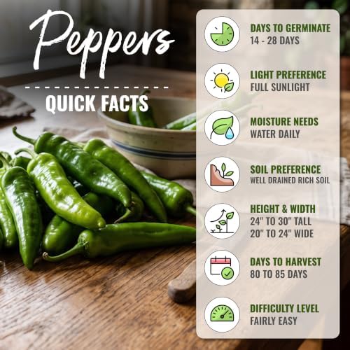 Seed Needs Anaheim Hot Pepper Seeds to Plant Vegetables - 10 Packs - Image 4