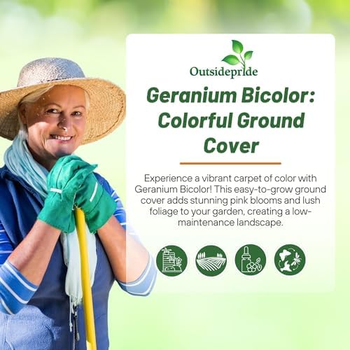 Outsidepride Pink Bicolor Geranium Seeds for Planting - 25 Pcs Annual, Heat & Drought Tolerant Flower Seeds with Green Foliage & Pink Blooms for Pots, Borders & Lush Summer Garden Displays - Image 5
