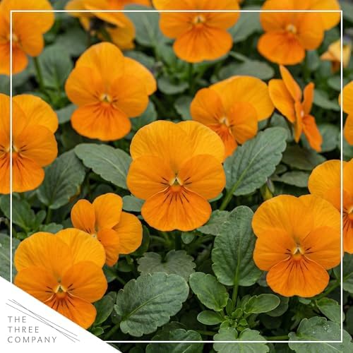 Pansy - Orange (4 Pack), Live Winter Flowering Annual, Beautiful Winter Color, 6" Tall by 4" Wide in 1 Pt Pot - Image 2