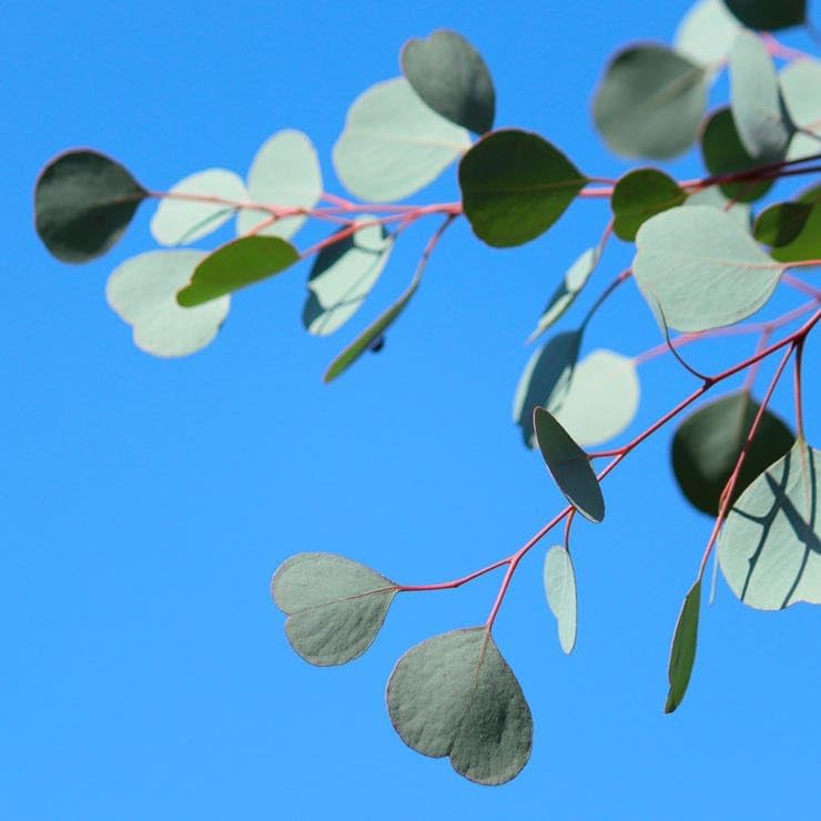 Park Seed Grow Your Own Eucalyptus Seeds Plant, Silver Dollar, Pack of 500 - Image 4