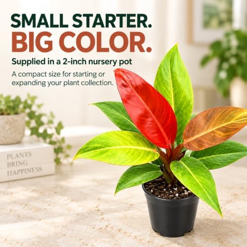 Philodendron Red Sun Live Plant 2" - Fully Rooted Indoor Houseplant Gift - Image 6