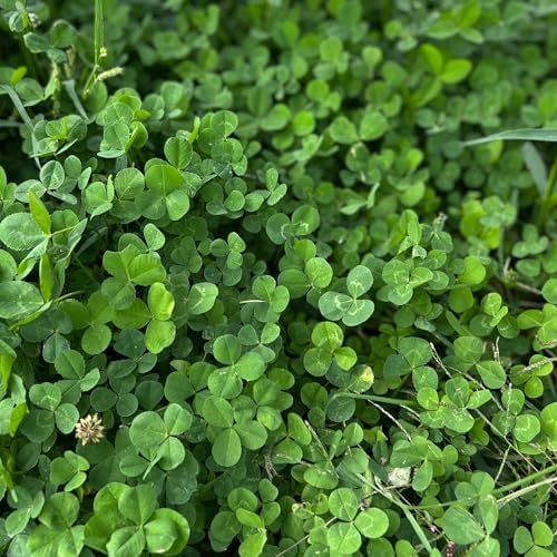 Mountain Valley Seed Co Micro Clover Seed for Lawn 1 Oz ~25,000 Microclover - Image 2