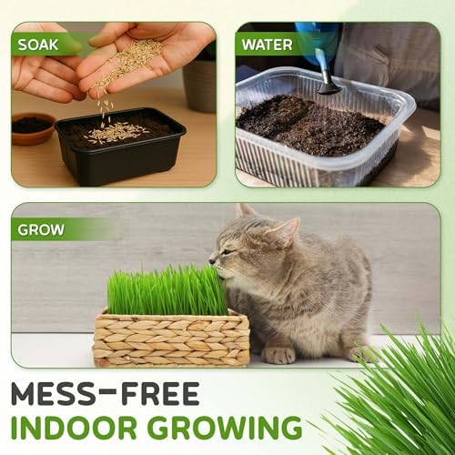 Todd's Seeds Cat Grass Seeds for Indoor Cats, 1lb Wheat Grass Seeds - Image 6