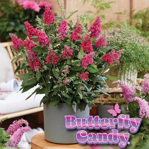 Perfect Plants Li'l Raspberry Butterfly Bush, 1 Gallon, Live Plant - Image 6