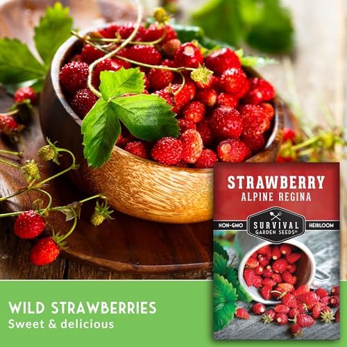 Alpine Regina Everbearing Wild Strawberry Seeds for Planting - 3 Packs - Image 3