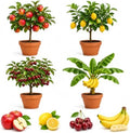 Dwarf Bonsai Fruit Tree Seeds for Planting – 100 Seeds – Apple, Lemon, Cherry & Banana Seed Bundle – 30 Apple, 30 Lemon, 30 Cherry & 10 Banana Seeds – Grow Your Own Fruit Plants by CZGrain