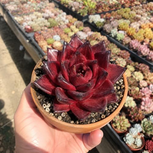 3 PCS Echeveria Agavoides 'Romeo' Live Succulent Plant 1.5-2", Bare Root Succulent, No Pot or Soil, Compact Rosette Indoor Plant for Decorative Planters, Succulent Displays, Rock Gardens & Home Decor - Image 5