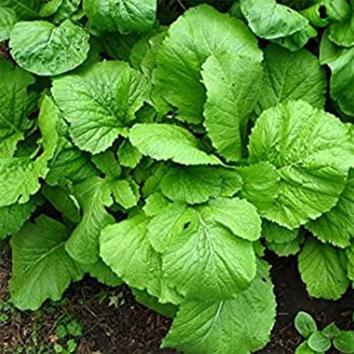 4000+ Florida Broadleaf Mustard Seeds for Planting Vegetable Seeds for Green Leaf Non-GMO Heirloom Garden Seed Small GAI Choi Cải bẹ xanh (Pack of 2) - Image 4