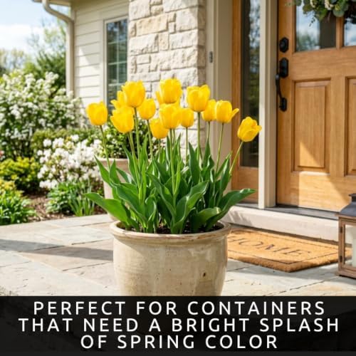20 Yellow Sun Tulip Bulbs | Bright Spring Flowers for Gardens and Patio Pot - Image 6