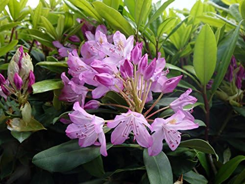 American Beauties Native Plants - Rhododendron maximum 'Independence' (Rhododendron) Evergreen, clear pink flowers, #2 - Size Container - Image 3