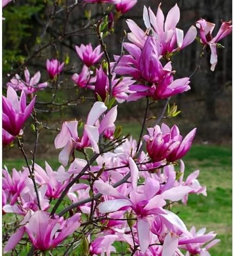 Jane Magnolia Tree Live Plant – Magnolia grandiflora ‘Jane’, Fragrant Magnolia Flowers, Fast Growing Ornamental Magnolia Plant, 2–3 ft Live Magnolia Tree for Garden, Zones 5–9, Easy Care - Image 2