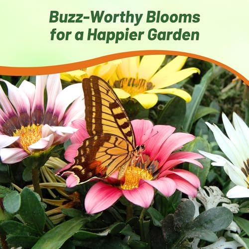 Outsidepride New Day Mixed Gazania Seeds for Planting – 25 Pcs Perennial, Low-Maintenance, Drought-Tolerant Ground Cover Seeds for Vibrant Summer & Fall Flowers, Great for Outdoor Gardens - Image 5