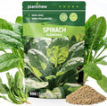 Bloomsdale Spinach Seeds for Planting, 500 Heirloom Seeds — Fast Growing Vegetable Seeds for Spring & Fall Gardens by PLANTMEW