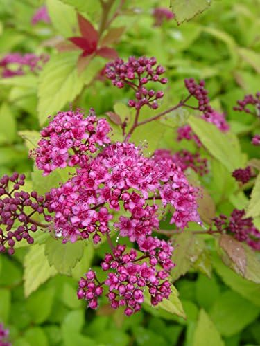 Spiraea jap. 'Magic Carpet' (Spirea) Shrub, #3 - Size Container - Image 2