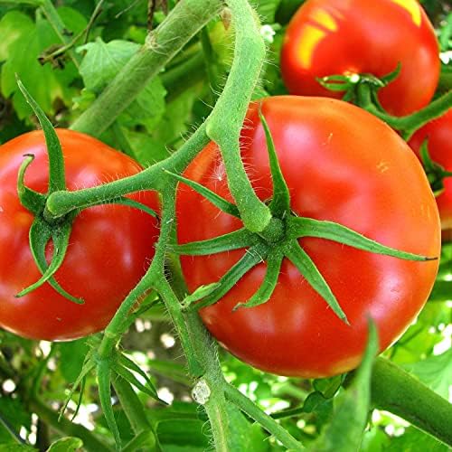 Bonnie Plants Big Boy Tomato Live Vegetable Plants - 4 Pack, 6 - 10 Ft. Plants, 16 - 32 Oz. Tomato Size - Image 3
