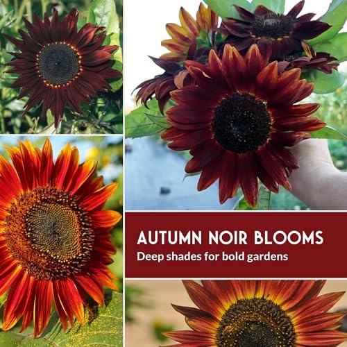 Dark Sunflower Seeds for Planting – 4 Gothic Heirloom Sunflowers - Image 5