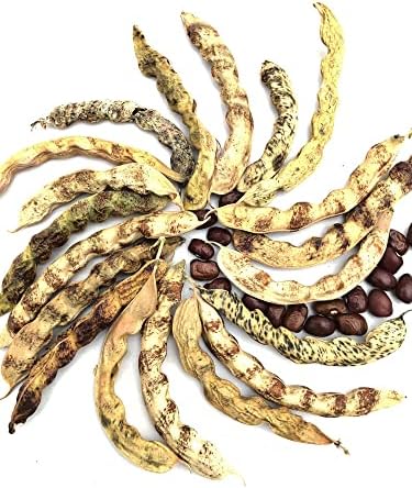 Little Red Cut Short Beans Seeds (Phaseolus vulgaris) 100 Seeds (100 Grams) - Image 2