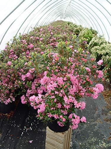 Rhododendron 'Olga Mezitt' (Rhododendron) Evergreen, deep pink flowers, #2 - Size Container - Image 4