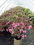 Green Promise Farms Rhododendron X `OLGA MEZITT` Evergreen, 3 Size Container, deep Pink Flowers by GreenPromiseFarms