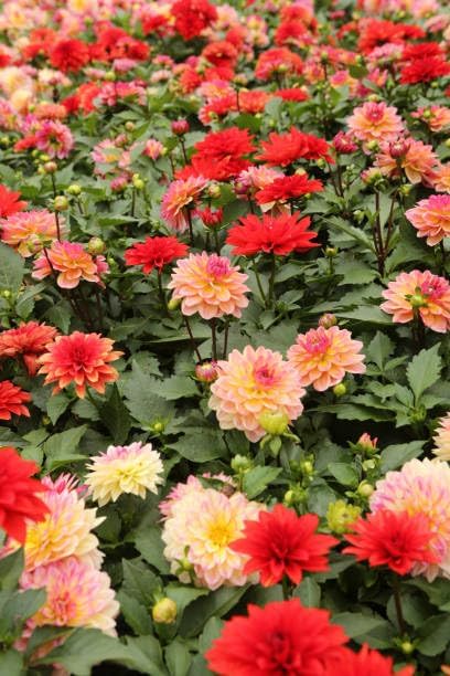 Dwarf Dahlia Mix Seeds, 300+ Non-GMO Heirloom Seeds, Compact Cold-Hardy & Drought-Tolerant Perennial, Vibrant Blooms for Garden Borders, Containers & Patios - Image 3
