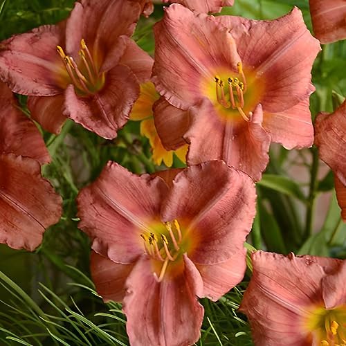 Votaniki Hemerocallis 'Rosey Returns Daylily' - Long Blooming, Perennial Daylily Bare Root for Plant | Perfect Addition to Any Garden - Easy to Gow and Low Maintenance (2 Pack) - Image 3