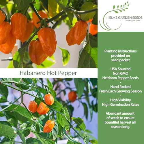 Habanero Hot Pepper Seeds (Capsicum chinense) – 25+ Heirloom Non-GMO Seeds by Isla’s Garden Seeds, Fiery Lantern-Shaped Peppers for Salsa & Hot Sauce, Productive Warm-Season, Bold Flavor for Cooking - Image 2