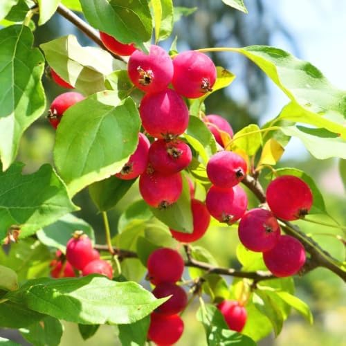 Crabapple Tree Live Plant, 5-8 Inch Tall Crabapple Fruit Seedling - Image 6