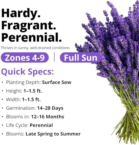 HOME GROWN English Lavender Seeds, 1,500+ Seeds, Lavandula antustifolia - Image 3