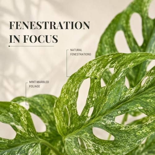 Monstera Mint Live Plant, Variegated Adansonii Swiss Cheese 4 Inch - Image 4