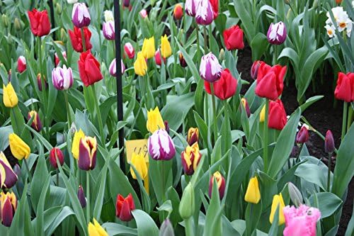 Mixed Triumph Tulips (25 Bulbs) - Assorted Colors of Tulip Bulbs by Willard & May - Image 3