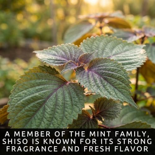 100 Shiso Seeds for Planting | Perilla Frutescens Japanese Herb Seeds - Image 5