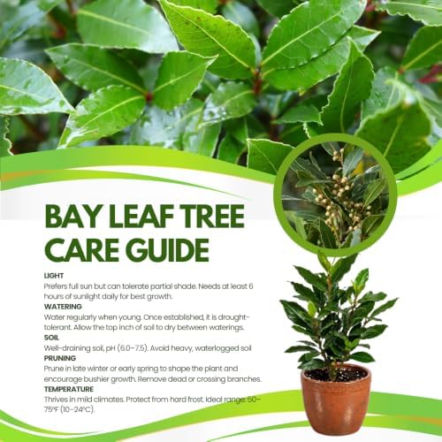 Bay Leaf Laurel Tree Live Plant, 8-10" Sweet Laurus Nobilis Culinary Herb - Image 3