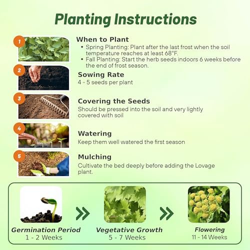 Outsidepride Lovage Vegetable Seeds - 1000 Pcs. Perennial, Easy to Grow & Drought-Tolerant, Herb Seeds for Planting Edible & Vibrant Yellow-Green Blooms, Great for Xeriscaping & Pollinator Gardens - Image 4
