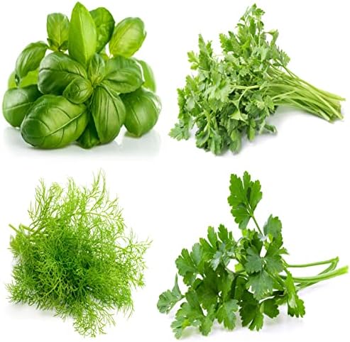 Culinary Herb Seeds Variety Pack – Genovese Basil, Italian Flat Leaf Parsley, Cilantro, Dill – Non-GMO, Heirloom, USA-Grown Herb Garden Seeds for Indoor or Outdoor Growing – Kitchen Essentials for Cooking by SUNUTRISEEDS