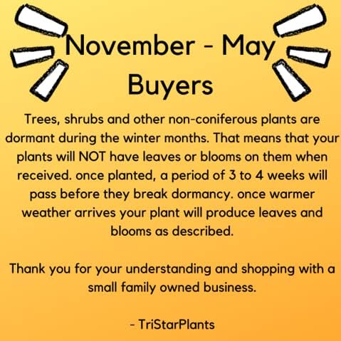 TriStar Plants - Toyo Noshiki Flowering Quince, 1 Gallon Pot - Established Roots - Quince Bush - Chaenomeles, Live Plant, Bonsai, Indoor Plant, Fruit - Image 5