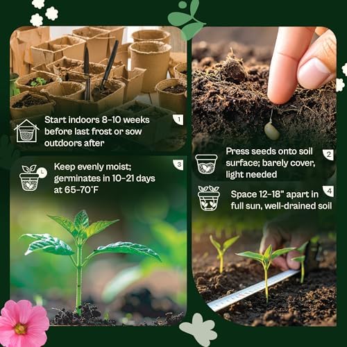SVI 250 Cape Daisy Seeds (Osteospermum ecklonis) – African Daisy Seed Packets, Heirloom Daisies Flower Seed with Purple Eyes – Long Blooming Annual Cut Flower Seeds Packets, Outdoor Garden, Containers - Image 5