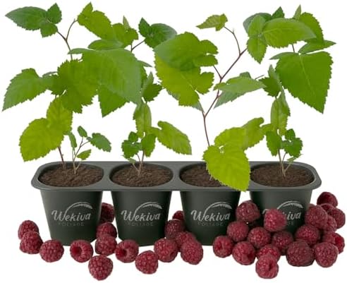 Glencoe Raspberry Bush - 4 Live Starter Plants - Rubus - Edible Berry Bearing Bramble Shrub for Fruit Garden and Patio by WekivaFoliage