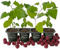 Glencoe Raspberry Bush - 4 Live Starter Plants - Rubus - Edible Berry Bearing Bramble Shrub for Fruit Garden and Patio by WekivaFoliage