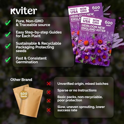 1,200 New England Aster Heirloom Flower Seeds, Aster Novae-Angliae - Image 5