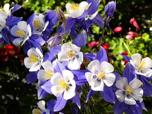 Greenwood Nursery: Live Perennial Plants - 'Kirigami' Deep Blue & White Columbine + Aquilegia caerulea - [Qty: 10x Pint Pots] - (Click for Other Available Plants/Quantities) by GreenwoodNursery