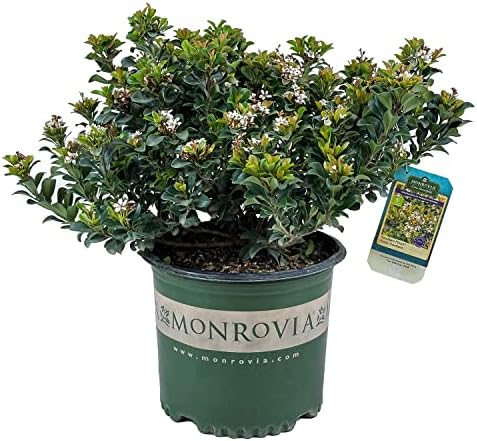 Southern Moon Yedda Hawthorn, Live Evergreen Flowering Shrub, 3 Gallon by BloomingBeautiful