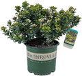 Southern Moon Yedda Hawthorn, Live Evergreen Flowering Shrub, 3 Gallon by BloomingBeautiful