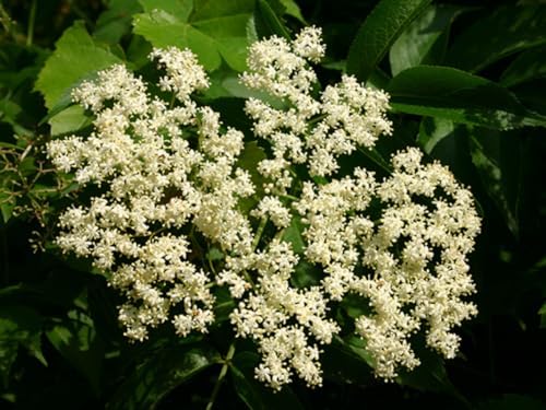 2 Black Elderberry Trees Live Plants, Berry Fruit Bush, 6-12 Inch Tall - Image 4
